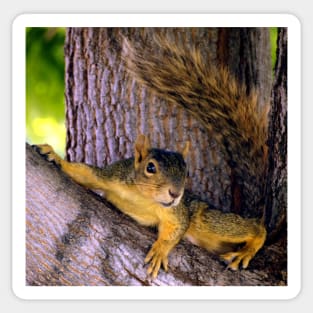 Animal - Squirrel watching from the Tree Sticker